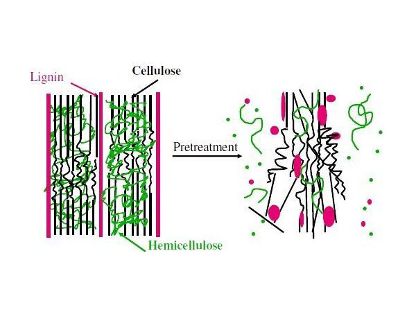 萊特萊德參與起草采用堿液浸漬法分離提取的半纖維素相關標準文件